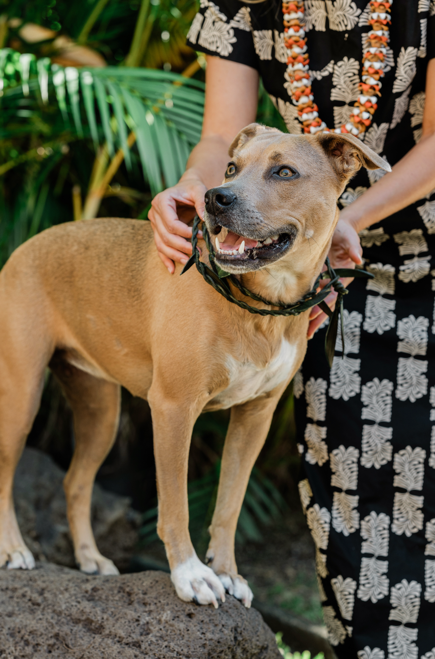 Ti Leaf Lei - Single Strand